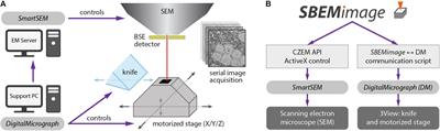 SBEMimage: Versatile Acquisition Control Software for Serial Block-Face Electron Microscopy